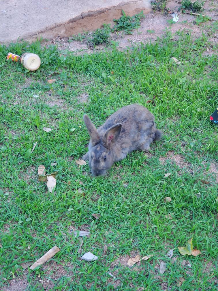 picture of a rabbit